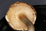 Inocybe corydalina image