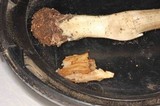 Inocybe corydalina image