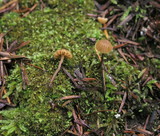 Galerina vittiformis image