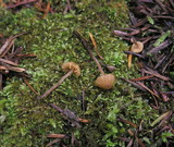 Galerina vittiformis image