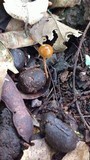 Psilocybe coprophila image