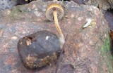 Psilocybe coprophila image