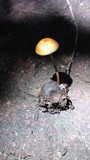 Psilocybe coprophila image