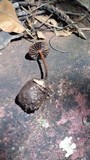Psilocybe coprophila image