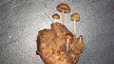 Psilocybe coprophila image