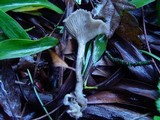 Faerberia carbonaria image