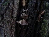 Hohenbuehelia cyphelliformis image
