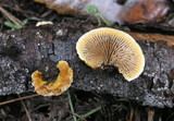 Gloeophyllum sepiarium image