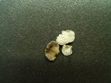 Hohenbuehelia cyphelliformis image