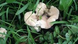 Abortiporus biennis image