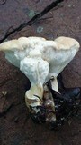 Abortiporus biennis image