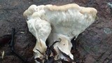 Abortiporus biennis image