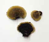 Gloeophyllum sepiarium image