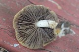 Stropharia coronilla image