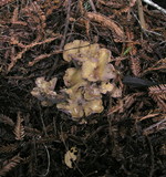 Gomphus clavatus image