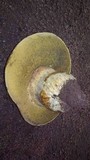Phlebopus sudanicus image