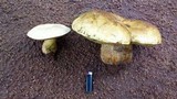 Phlebopus sudanicus image
