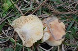 Lactarius chrysorrheus image