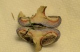 Lactarius paradoxus image