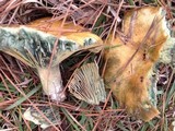 Lactarius paradoxus image