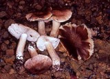 Tricholoma muricatum image