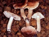 Tricholoma muricatum image