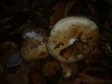 Cortinarius caesiostramineus image