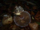 Cortinarius caesiostramineus image