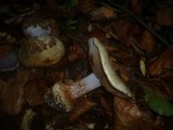 Cortinarius caesiostramineus image