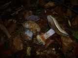Cortinarius caesiostramineus image