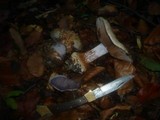 Cortinarius caesiostramineus image
