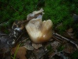 Cortinarius elatior image