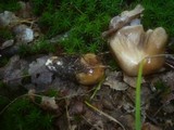 Cortinarius elatior image