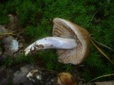 Cortinarius elatior image