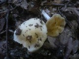 Cortinarius elatior image