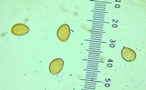 Inocybe fuscodisca image