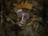 Cortinarius rufo-olivaceus image