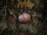 Cortinarius rufo-olivaceus image