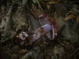 Cortinarius rufo-olivaceus image