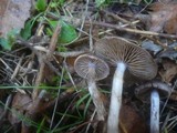 Cortinarius sertipes image