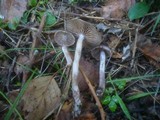 Cortinarius sertipes image