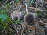 Cortinarius sertipes image