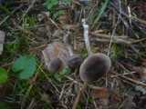 Cortinarius sertipes image