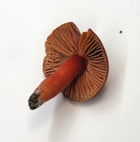 Hygrocybe punicea image