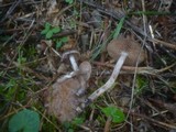 Cortinarius sertipes image