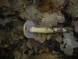Cortinarius trivialis image