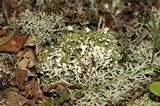Cladonia apodocarpa image
