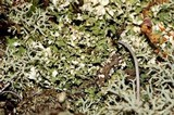 Cladonia apodocarpa image