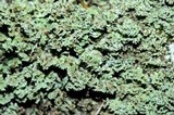 Cladonia caespiticia image