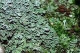 Cladonia caespiticia image